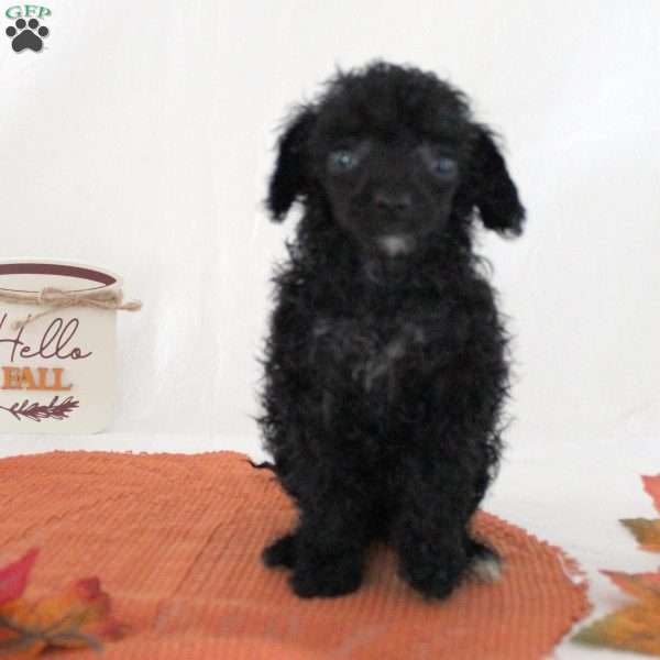 Wanita, Toy Poodle Puppy